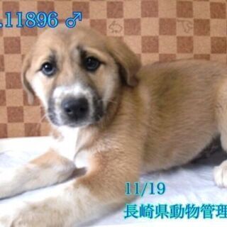里親様がきまりました　ありがとうございました‼️