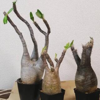 1/3更新　植物色々、お売りします