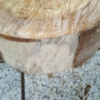 【在庫1枚】盆栽や植木鉢置き、薪割り台などに。広葉樹ケヤキのスライス丸太。茨城県潮来市。の画像
