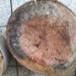 【在庫1枚】盆栽や植木鉢置き、薪割り台などに。広葉樹ケヤキのスライス丸太。茨城県潮来市。の画像