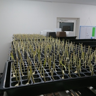 発芽にんにくの栽培、出荷作業　オープニングスタッフ募集の画像