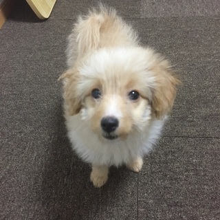 ポメプー　メス　3ヶ月(1.4kg) - 仙台市