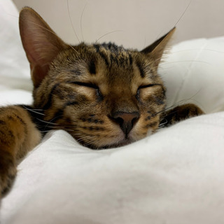 血統書付き　ベンガルのメス　7ヶ月です　サシャです − 大阪府
