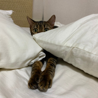 血統書付き　ベンガルのメス　7ヶ月です　サシャです - 里親募集