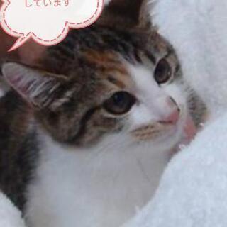 避妊手術済3ヶ月三毛猫♀里親様決定
