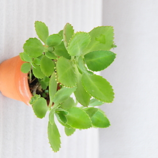 観葉植物　多肉植物　マザーリーフの画像