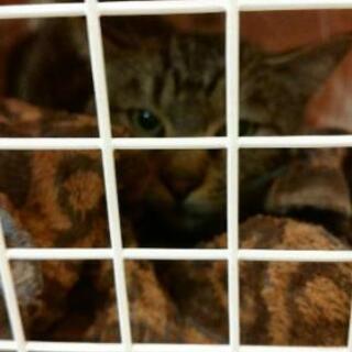 猫を探しています
