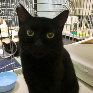 デカ黒猫のミラの家族になってください。