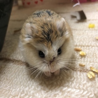 ボルヤです