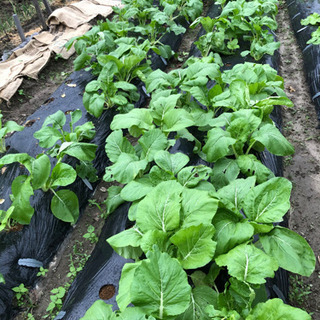 🍆家庭菜園🍅