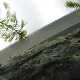 ミナミヌマエビ10匹