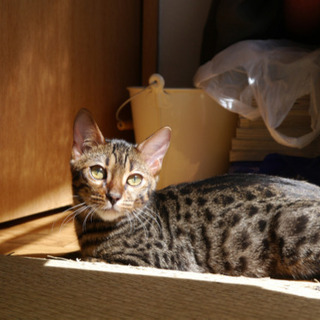 血統書付き　ベンガルのメス　7ヶ月です　サシャです - 猫