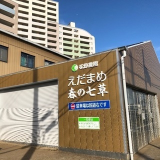 春の七草の収穫、調整、パック詰め等の画像