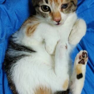 12月1日(日)の譲渡会に出します❤️冬の子猫特集 ミケちゃん生...