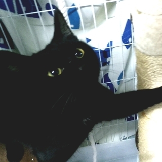 黒猫　オス　推定１歳前後　(里親候補決まりました) - 高島市
