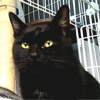 黒猫　オス　推定１歳前後　(里親候補決まりました) - 猫