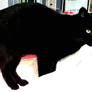 黒猫　オス　推定１歳前後　(里親候補決まりました) - 里親募集