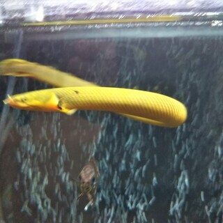 【12/6引渡し予定】アミメウナギ  25cm～28㎝  人工飼...
