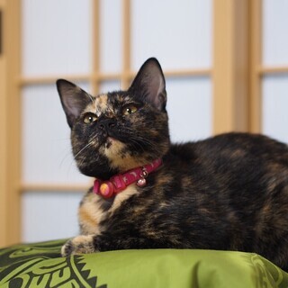 おっとりサビ猫チャコちゃん