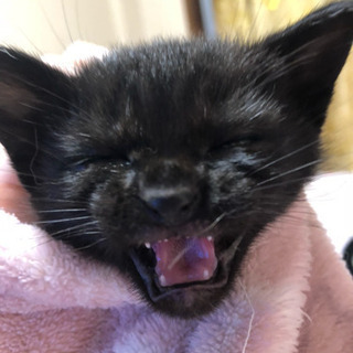 子猫譲ります。