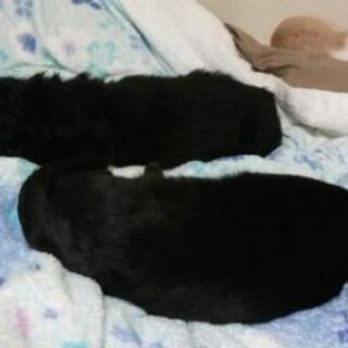 物を大切に　バザー