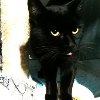 黒猫　オス　推定１歳前後　(里親候補決まりました)