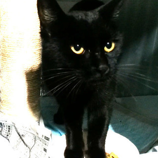 黒猫　オス　推定１歳前後　(里親候補決まりました) − 滋賀県