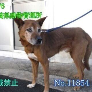 里親様が決まりました　⭐️　ありがとうございました - 犬