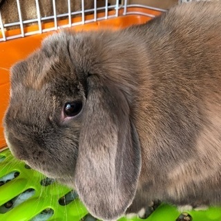里親が決まりました(^O^)