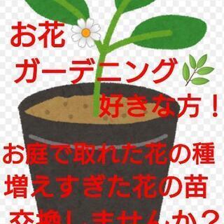 【シーズンオフ】増えすぎた花の苗、お庭で取れた花の種など！