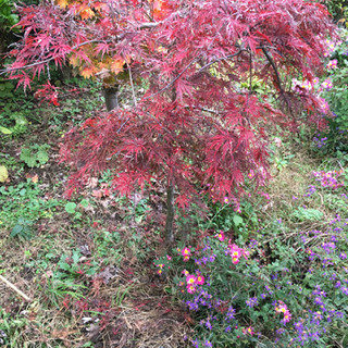 しだれもみじ 枝垂れ紅葉