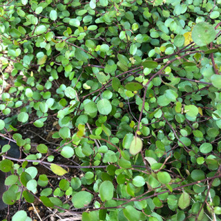 植物いろいろ　各100円