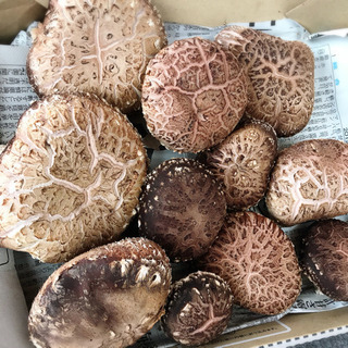 【はるベジ★】原木栽培の生しいたけ。肉厚で美味しいです！！の画像