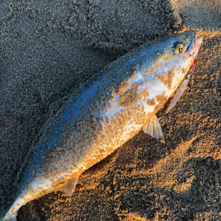 明日25日の夜釣りいきませんか？ − 広島県