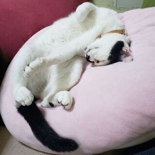 猫好きさん募集🎶