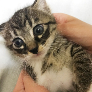 歌舞伎顔の子猫里親募集　男の子