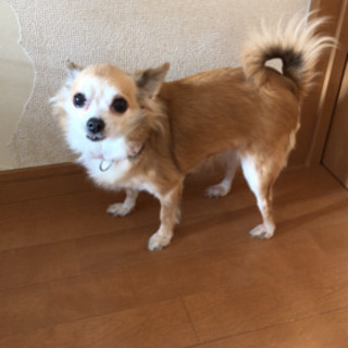 保護犬の里親募集