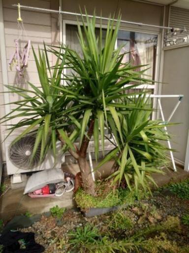 観葉植物　ユッカ3株特大サイズ