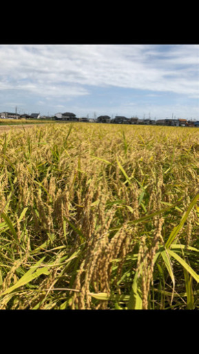 コシヒカリ（特別製法米）