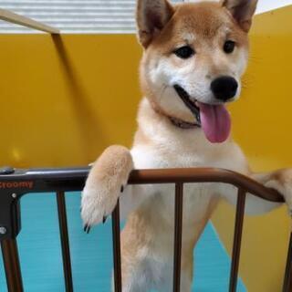 柴犬＆ミーアキャット友達募集