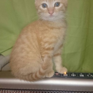 5匹のかわいい子猫ちゃん