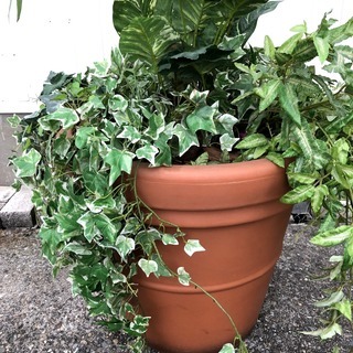 高級ホテル展示品 フェイクグリーン 人工観葉植物 人工樹木 高さ140cm 造花 鉢植え インテリア ディスプレイ 玄関 店舗 プラスチック製鉢植え①雑貨 喫茶店 美容室の画像