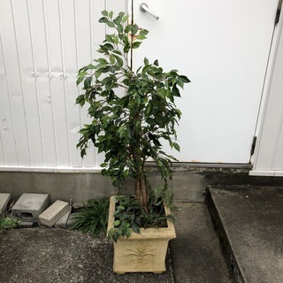 高級ホテル展示品 フェイクグリーン 人工観葉植物 人工樹木 高さ...