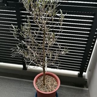 【無料】オリーブの木　取りに来ていただける方の画像