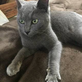 迷い猫保護してます