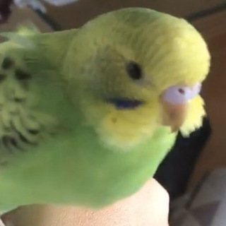 セキセイインコを探しています！