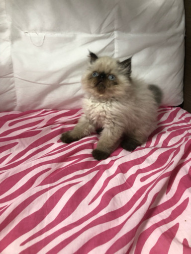 ヒマラヤン生後2ヶ月 オス (yuka) 伊丹の猫の里親募集｜ジモティー