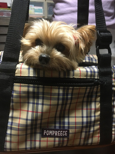 スリングバッグ☆小型犬2.5〜3キロくらいまで。