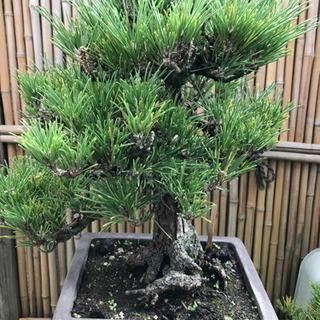 格安、赤松盆栽　（実生　樹齢40年、樹高38cm.樹幅32cm）