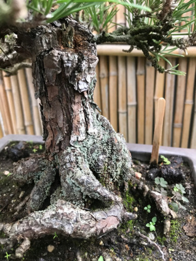 格安、赤松盆栽　（実生　樹齢40年、樹高38cm.樹幅32cm）